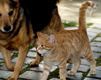 hund _katze-bilderhascher